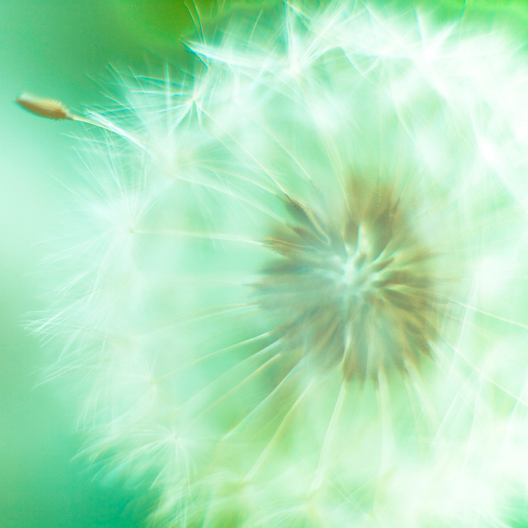 有限会社わたぼうしについて